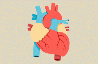 Modeling of the Heart